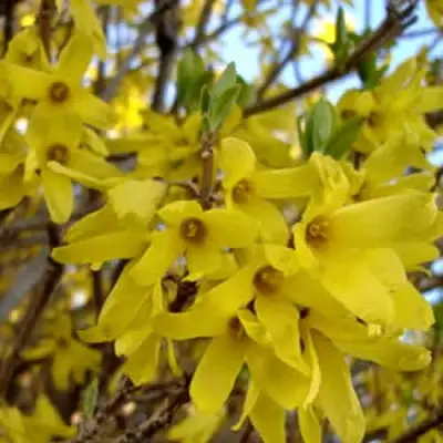 Форзиция ФОРЧУНА в Фаниполе