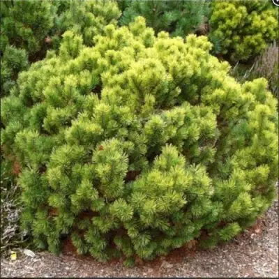 Ель ДАНС ДВАРФ обыкновення в Фаниполе