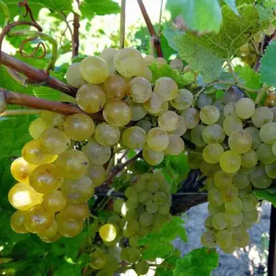 Виноград КРИСТАЛЛ в Фаниполе