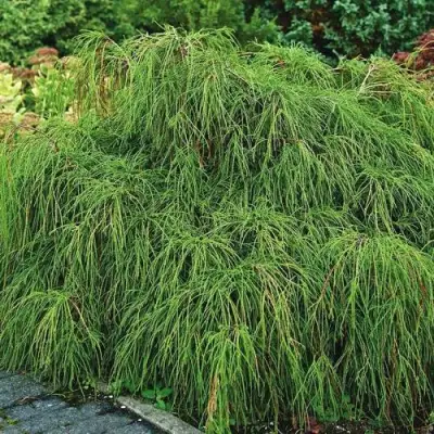 Кипарисовик ФИЛИФЕРА НАНА горохоплодный  в Фаниполе