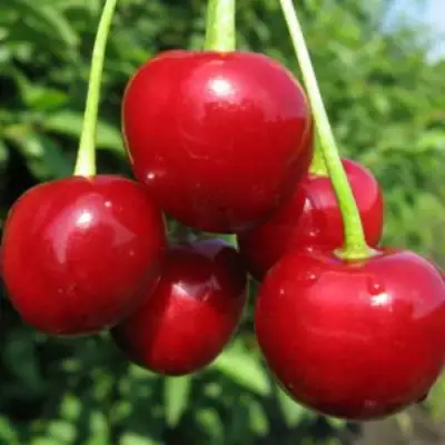 Дюк ПРЕВОСХОДНАЯ ВЕНЬЯМИНОВА в Фаниполе