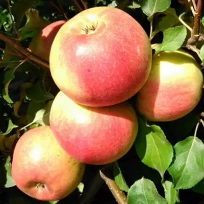 Яблоня ЭМБАССИ в Фаниполе