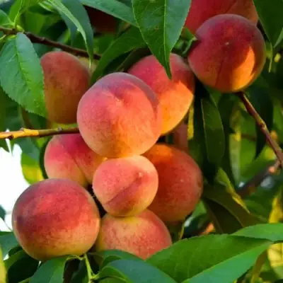 Персик ЗОЛОТОЙ ЮБИЛЕЙ в Фаниполе