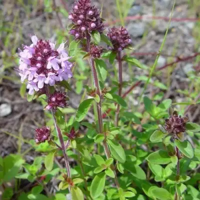 Тимьян яйцевидный в Фаниполе
