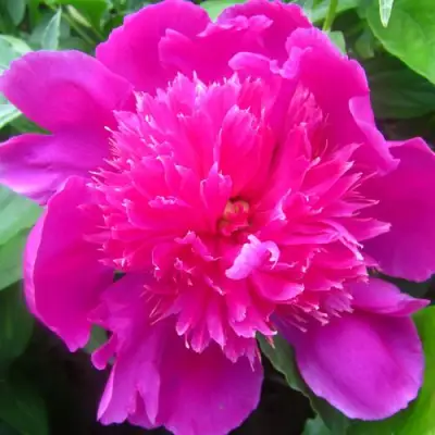 Пион РОЗОВЫЙ БУДДА травянистый в Фаниполе