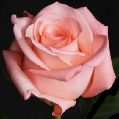 Роза АНГАЖЕМЕНТ чайно-гибридная в Фаниполе