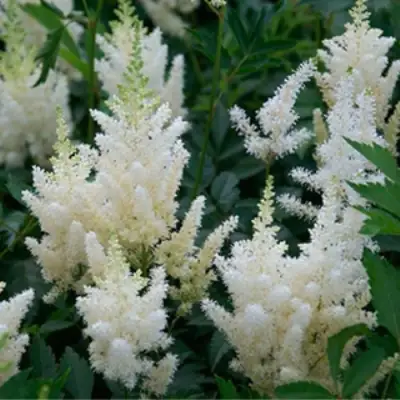 Астильба ХЭППИ ДЕЙ Арендса в Фаниполе