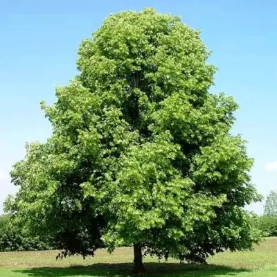 Липа мелколистная в Фаниполе