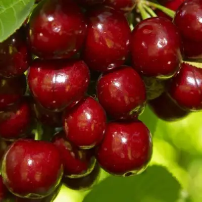 Черешня ВАЛЕРИЙ ЧКАЛОВ в Фаниполе
