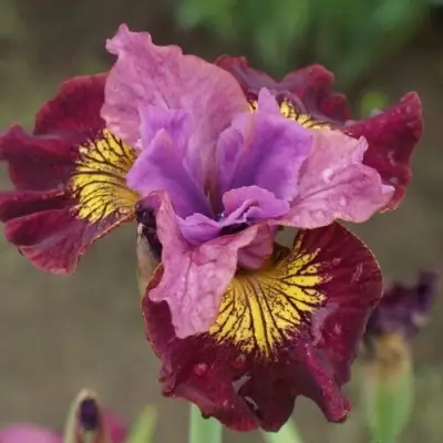 Ирис МИСС ЭППЛ сибирский в Фаниполе