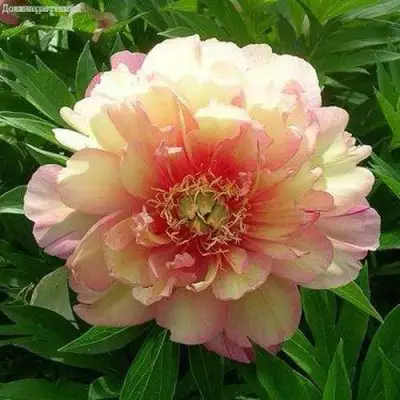 Пион ДЖУЛИЯ РОУЗ ито-гибрид в Фаниполе