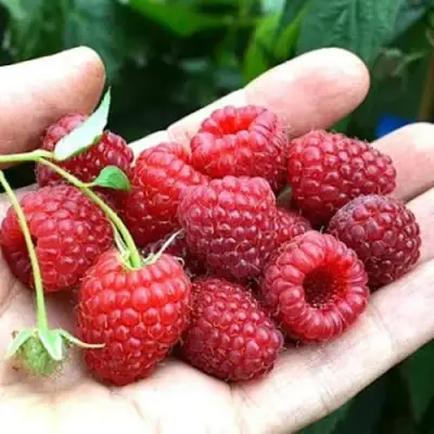 Малина ХИМБО-ТОП в Фаниполе