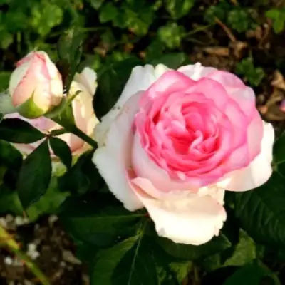 Роза ДОЛЬЧЕ ВИТА чайно-гибридная в Фаниполе