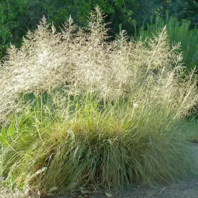 Каплесеменник воздушный в Фаниполе