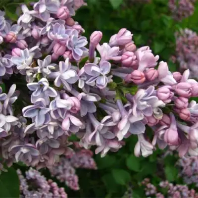 Сирень КОНДОРСЕ в Фаниполе