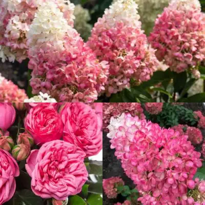 Комплект МАЛИНОВЫЙ ДЕСЕРТ в Фаниполе