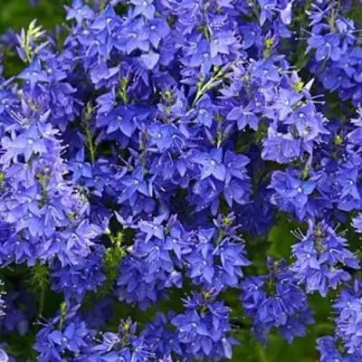 Вероника РОЯЛ БЛЮ большая в Фаниполе