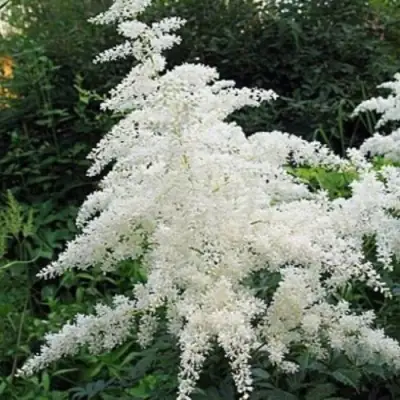 Астильба БРАУТШЛЕЙЕР Арендса в Фаниполе