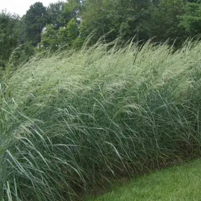 Просо ДЕВЕЙ БЛЮ в Фаниполе