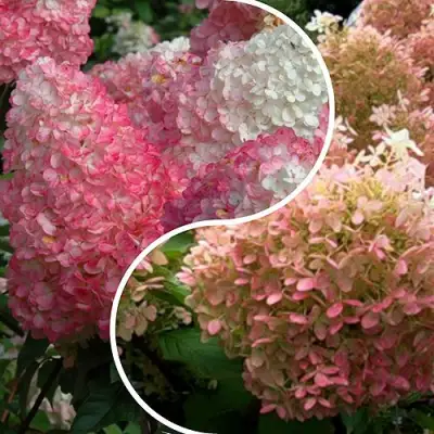 Комплект МАЛИНОВЫЙ ЗАКАТ в Фаниполе