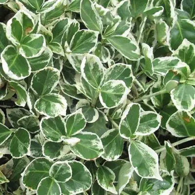 Бересклет ЭМЕРАЛЬД ГАИТИ форчуна  в Фаниполе