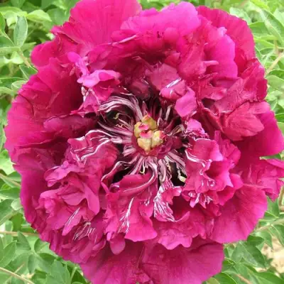 Пион ПУРПУРНЫЙ ОКЕАН древовидный в Фаниполе