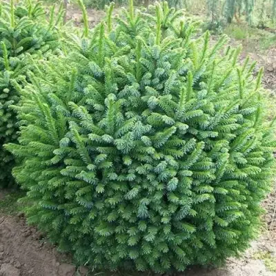 Ель НАНА сербская в Фаниполе