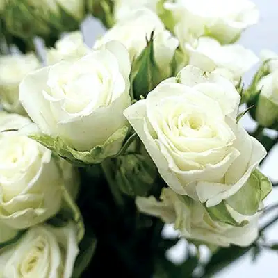 Роза СНОУФЛЕЙК спрей в Фаниполе