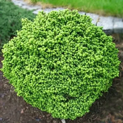 Ель ЛИТЛ ДЖЕМ обыкновенная в Фаниполе