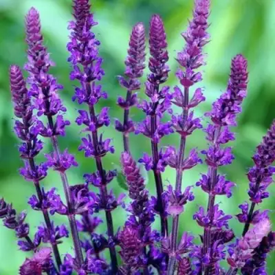 Шалфей КАРАДОНА в Фаниполе