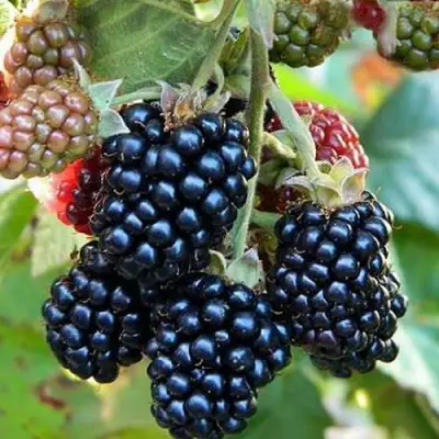 Ежевика ОУАЧИТА бесшипная  в Фаниполе