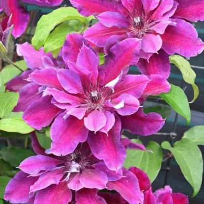 Клематис МАЙ БЬЮТИ в Фаниполе