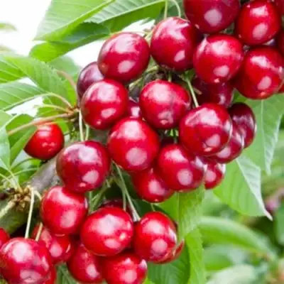 Вишня МАЛЮТКА колонновидная в Фаниполе