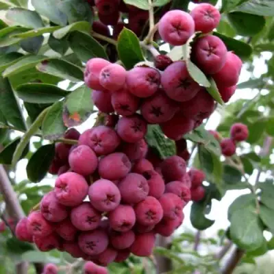 Рябина ТИТАН сладкоплодная  в Фаниполе