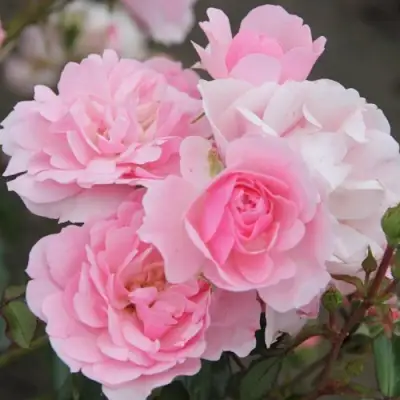 Роза БОНИКА флорибунда в Фаниполе