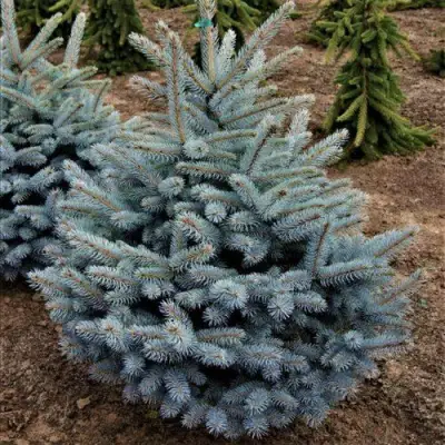 Ель МИСТИ БЛЮ голубая в Фаниполе