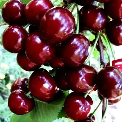 Черешня ОЛЕНЬКА в Фаниполе