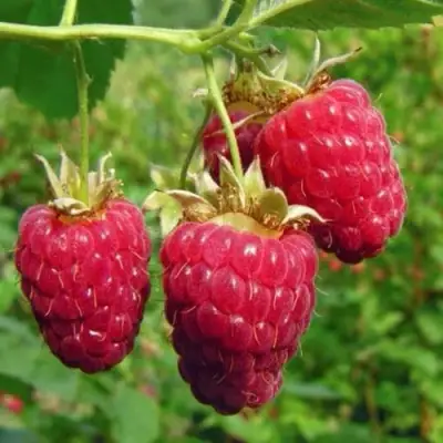 Малина ГОРДОСТЬ РОССИИ в Фаниполе