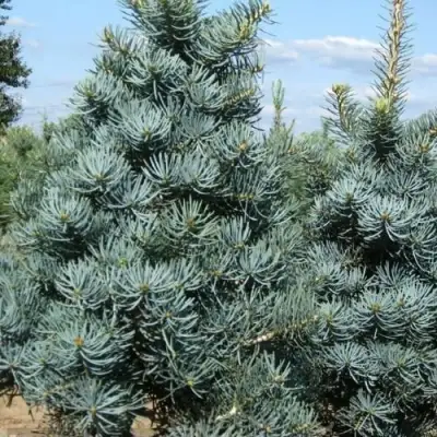 Пихта КОНКОЛОР в Фаниполе