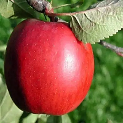 Яблоня РЕДФРИ в Фаниполе