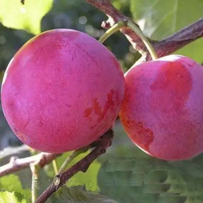 Слива ДЕЛИКАТНАЯ в Фаниполе