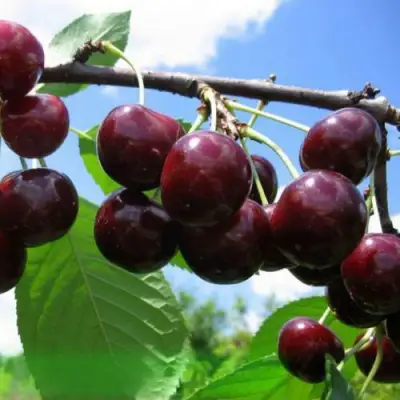 Дюк ЧУДО-ВИШНЯ в Фаниполе