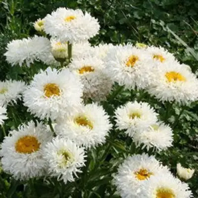 Нивяник КРЕЙЗИ ДЕЙЗИ наибольший в Фаниполе