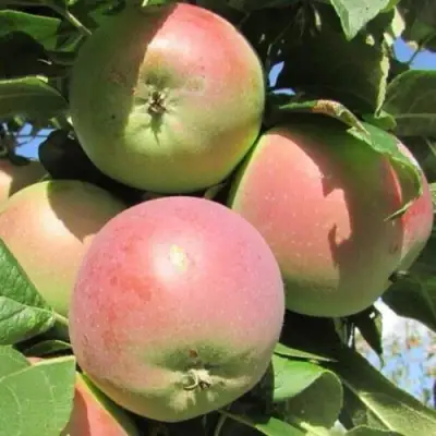 Яблоня МОСКОВСКОЕ ЗИМНЕЕ в Фаниполе