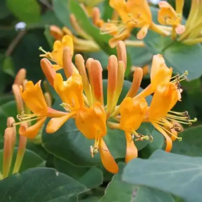 Жимолость ТЕЛЬМАНА в Фаниполе