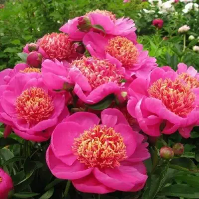 Пион ДОРИН травянистый в Фаниполе