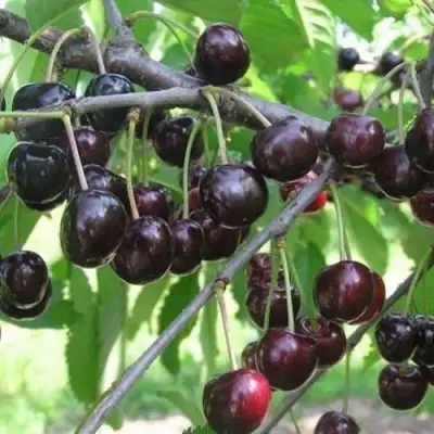 Черешня ЛЮБИМИЦА АСТАХОВА в Фаниполе