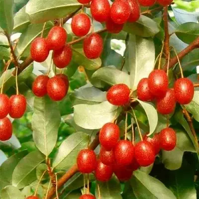 ГУМИ (ЛОХ МНОГОЦВЕТКОВЫЙ) в Фаниполе