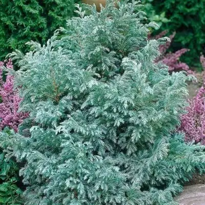 Кипарисовик БУЛЕВАРД горохоплодный в Фаниполе