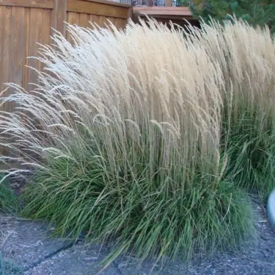 Вейник КАРЛ ФОРСТЕР остроцветковый в Фаниполе